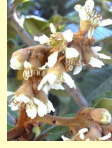 Мушмула японская, или локва (Eriobotrya japonica Lindl) Мушмула японская, или локва (Eriobotrya japonica Lindl)